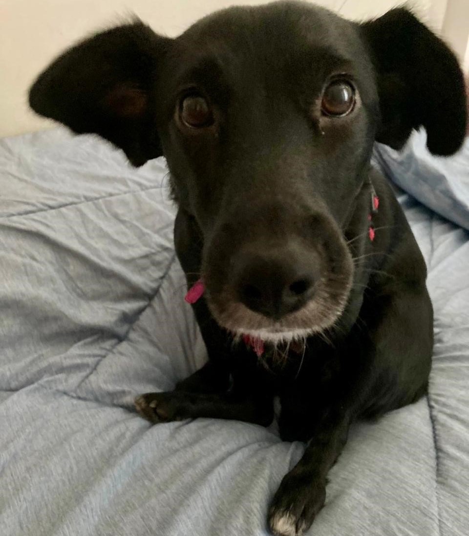 Miga, una perrita adoptada que inspiró el proyecto Mascotapp