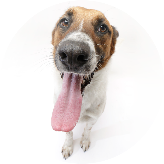 Perro rescatado esperando ser adoptado